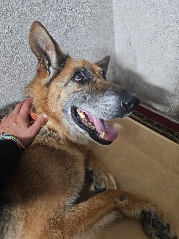 Nonna Tilda: Dolcissima Con Cani Gatti E Bimbi 