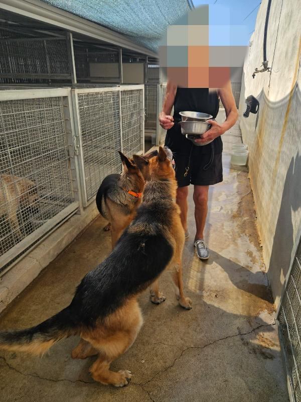 Nonna Tilda: dolcissima con cani gatti e bimbi  Foto 3