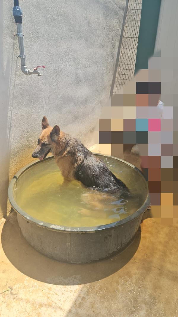 Nonna Tilda: dolcissima con cani gatti e bimbi  Foto 4