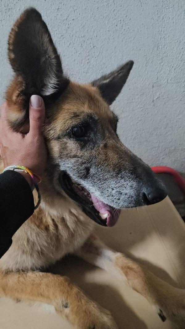 Nonna Tilda: dolcissima con cani gatti e bimbi  Foto 5