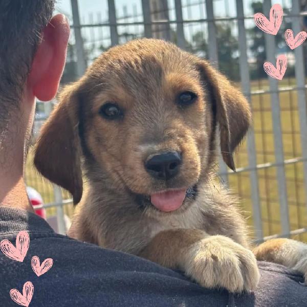 Melody Dolce Cucciola 2 Mesi Cerca Adozione
