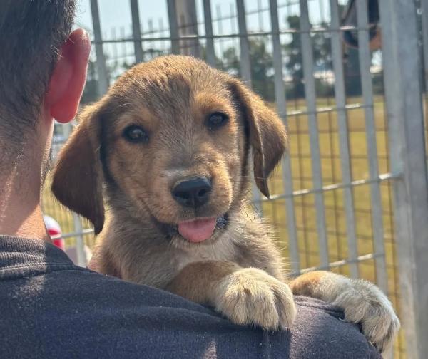 Melody dolce cucciola 2 mesi cerca adozione Foto 2