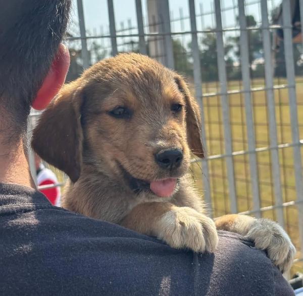Melody dolce cucciola 2 mesi cerca adozione Foto 5