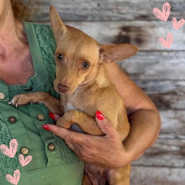 Melissa - Dolce Cagnolina Mix Pinscher 1 Anno Cerca Adozione 