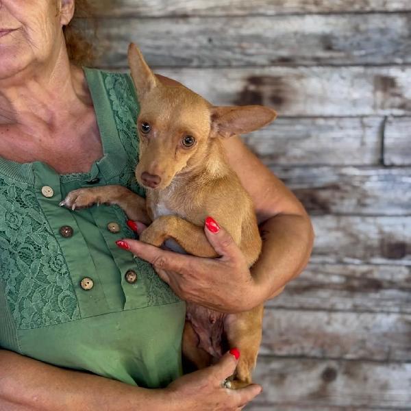 Melissa - dolce cagnolina mix pinscher 1 anno cerca adozione  Foto 3