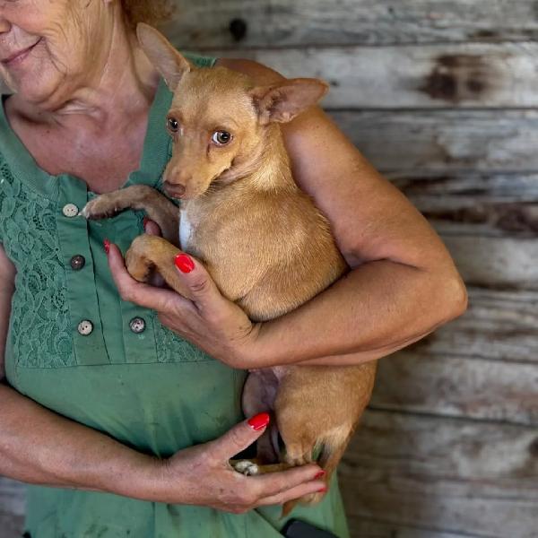 Melissa - dolce cagnolina mix pinscher 1 anno cerca adozione  Foto 4