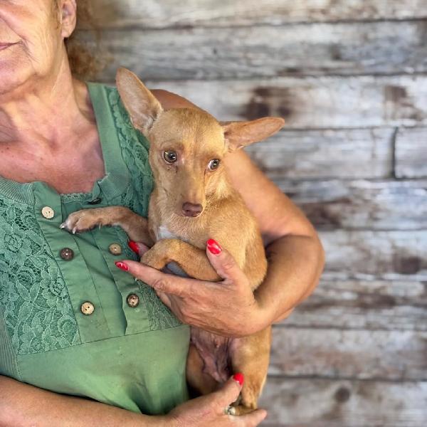 Melissa - dolce cagnolina mix pinscher 1 anno cerca adozione  Foto 5