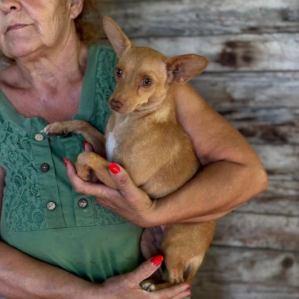 Melissa - dolce cagnolina mix pinscher 1 anno cerca adozione  Foto 6