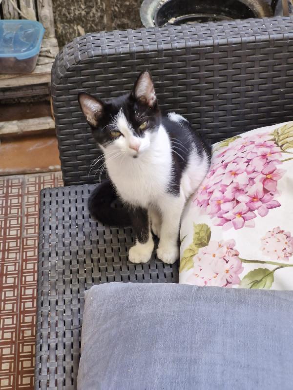 Micio rosso 4mesi e sorella bianca/nera VOGHERA Foto 3
