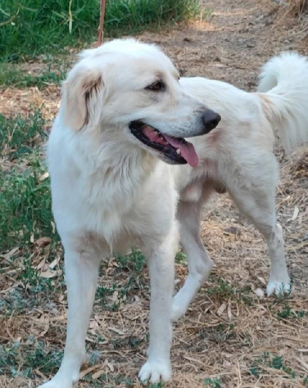 Raul 4anni si separano e finisce in canile. Foto 2