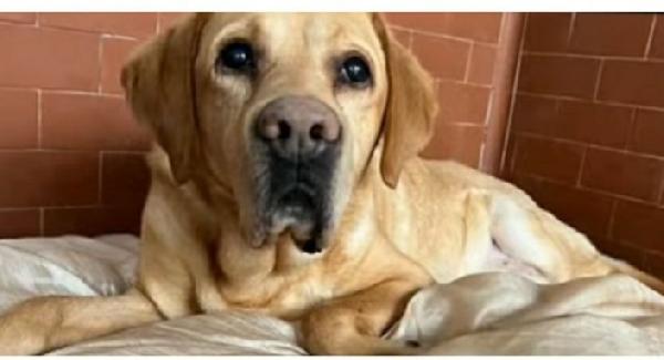 Labrador 12anni PORTATO DAI PADRONI IN CANILE  Foto 2
