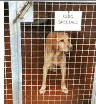 Labrador 12anni PORTATO DAI PADRONI IN CANILE  Foto 3