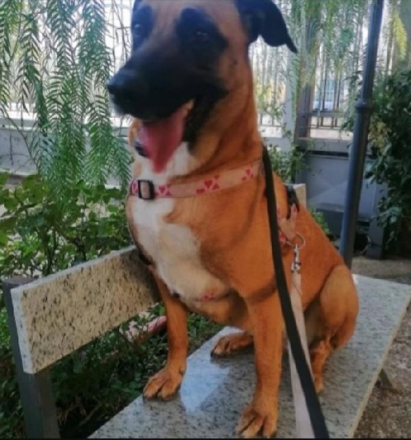 Gaia mix Malinois 3anni sola tutto il giorno.NAPOLI Foto 2