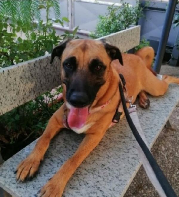 Gaia mix Malinois 3anni sola tutto il giorno.NAPOLI Foto 3