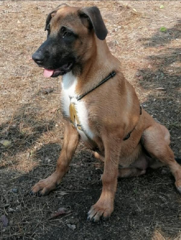 Gaia mix Malinois 3anni sola tutto il giorno.NAPOLI Foto 4