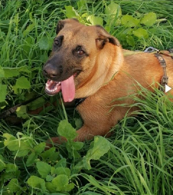 Gaia mix Malinois 3anni sola tutto il giorno.NAPOLI Foto 5