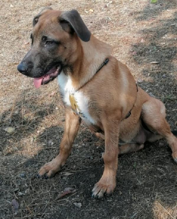 Gaia mix Malinois 3anni sola tutto il giorno.NAPOLI Foto 6