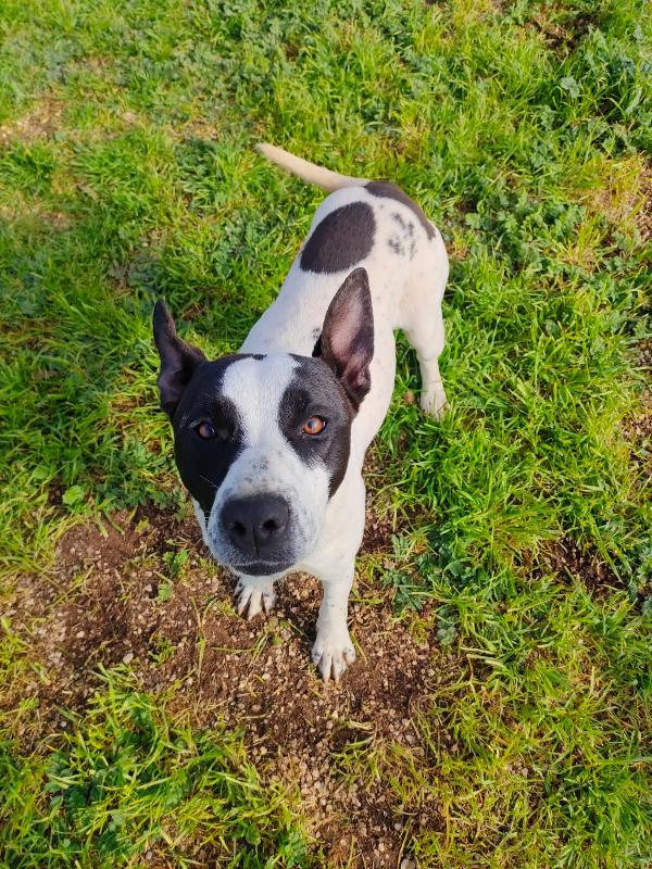 🌸🐾Alice, meravigliosa giovane simil Amstaff/Pointer cerca casa 🏠💕 Foto 3