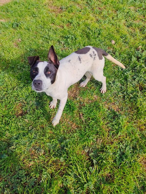 🌸🐾Alice, meravigliosa giovane simil Amstaff/Pointer cerca casa 🏠💕 Foto 5