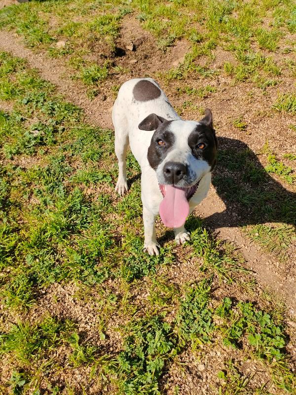 🌸🐾Alice, meravigliosa giovane simil Amstaff/Pointer cerca casa 🏠💕 Foto 6