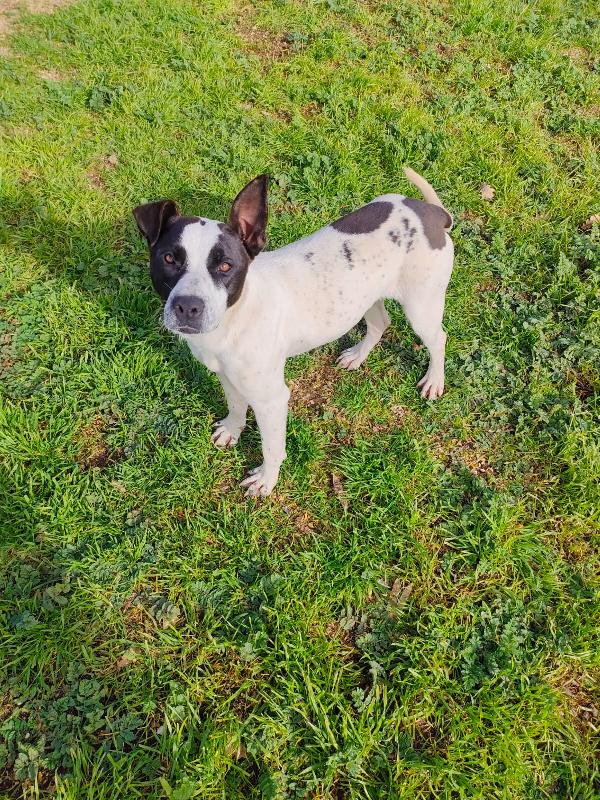 🌸🐾Alice, meravigliosa giovane simil Amstaff/Pointer cerca casa 🏠💕 Foto 10