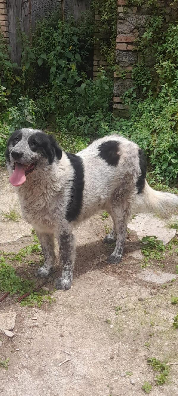 🐾💛 Buk Meraviglio Cagnolone Cerca Famiglia 🏠💕