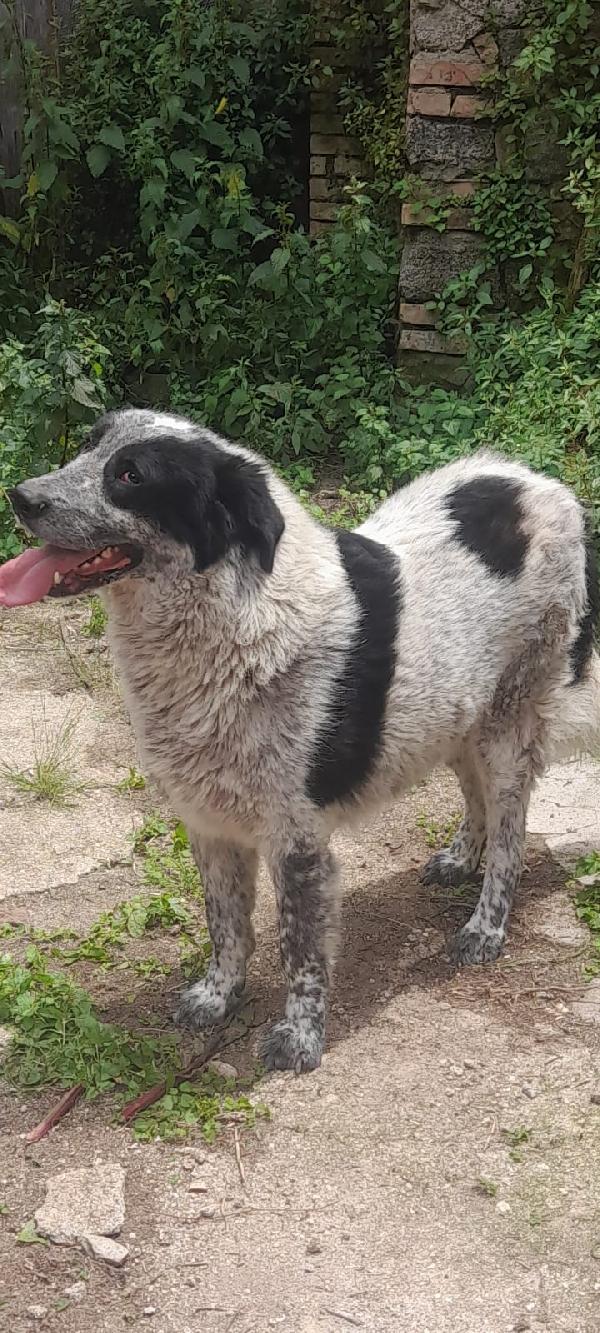 🐾💛 Buk meraviglio cagnolone cerca famiglia 🏠💕 Foto 2