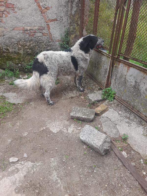🐾💛 Buk meraviglio cagnolone cerca famiglia 🏠💕 Foto 3