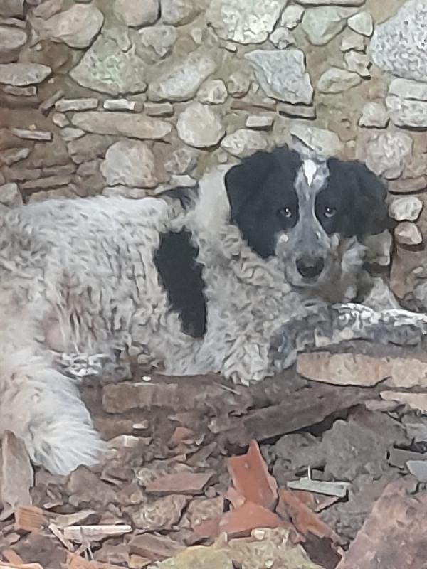🐾💛 Buk meraviglio cagnolone cerca famiglia 🏠💕 Foto 5