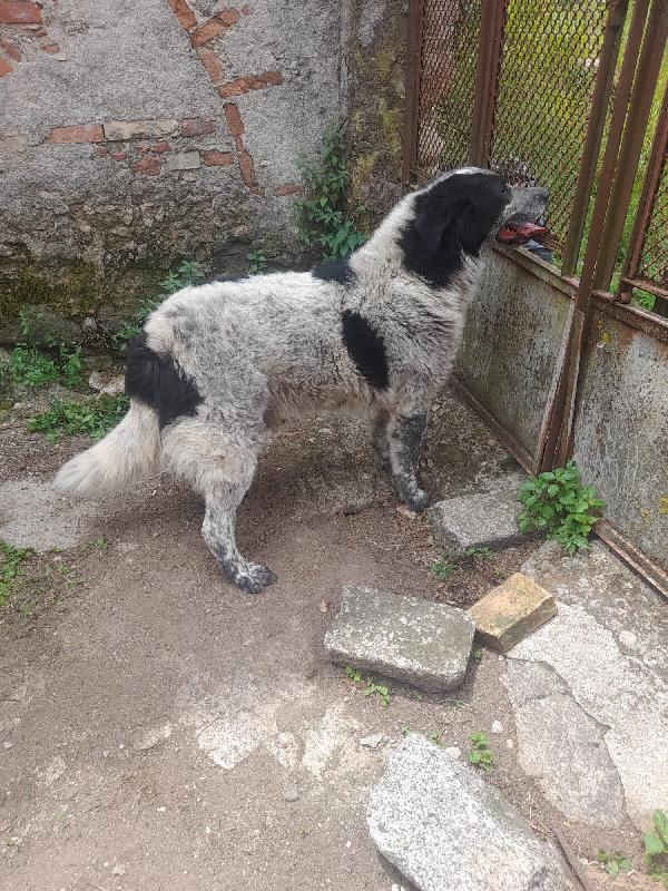 🐾💛 Buk meraviglio cagnolone cerca famiglia 🏠💕 Foto 7