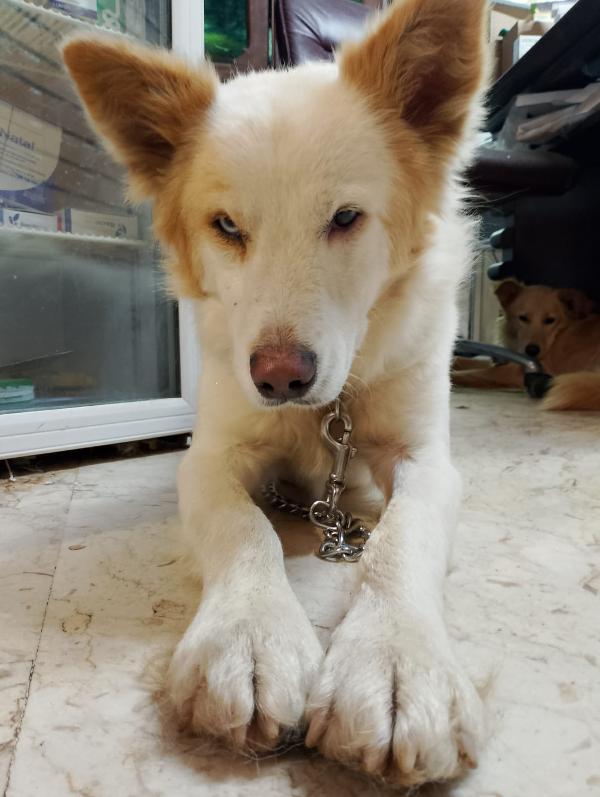 🐾💛 Dako Meraviglioso Cagnolino Ti Aspettq 💕🧑🏻‍🧑🏻‍🧒🏻