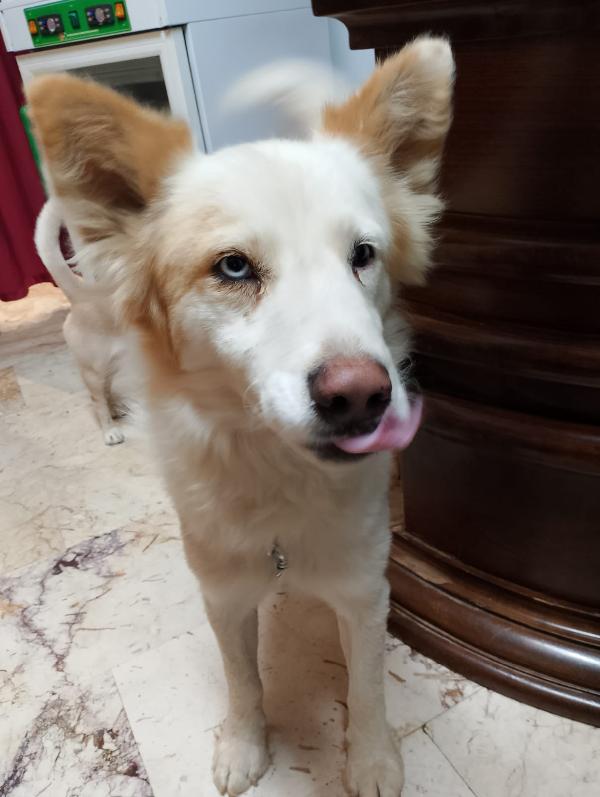 🐾💛 Dako meraviglioso cagnolino ti aspettq 💕🧑🏻‍🧑🏻‍🧒🏻 Foto 2