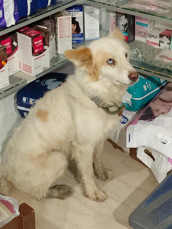 🐾💛 Dako meraviglioso cagnolino ti aspettq 💕🧑🏻‍🧑🏻‍🧒🏻 Foto 4