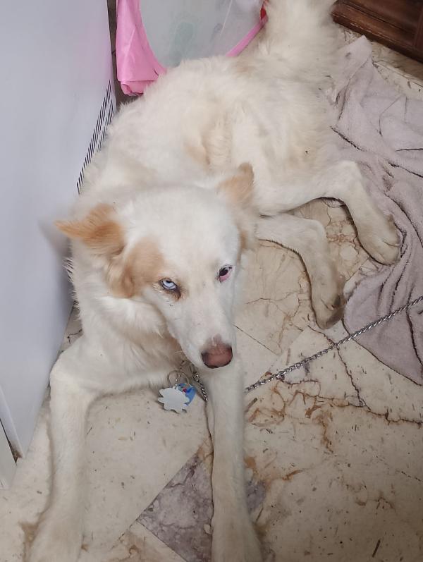 🐾💛 Dako meraviglioso cagnolino ti aspettq 💕🧑🏻‍🧑🏻‍🧒🏻 Foto 5