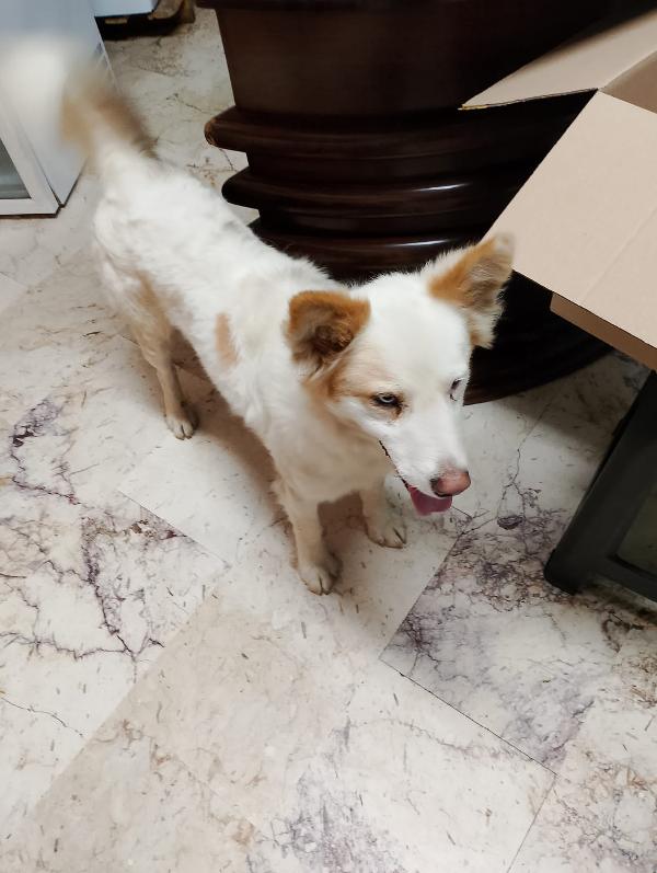 🐾💛 Dako meraviglioso cagnolino ti aspettq 💕🧑🏻‍🧑🏻‍🧒🏻 Foto 6