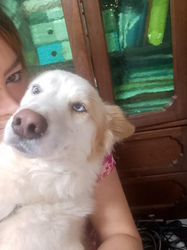 🐾💛 Dako meraviglioso cagnolino ti aspettq 💕🧑🏻‍🧑🏻‍🧒🏻 Foto 7