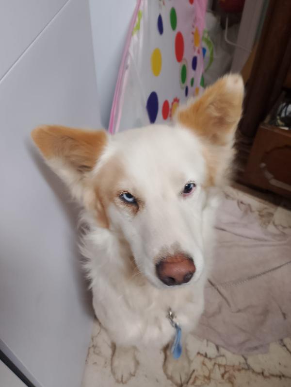 🐾💛 Dako meraviglioso cagnolino ti aspettq 💕🧑🏻‍🧑🏻‍🧒🏻 Foto 8
