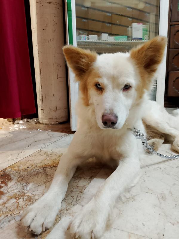 🐾💛 Dako meraviglioso cagnolino ti aspettq 💕🧑🏻‍🧑🏻‍🧒🏻 Foto 9