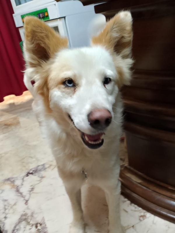 🐾💛 Dako meraviglioso cagnolino ti aspettq 💕🧑🏻‍🧑🏻‍🧒🏻 Foto 10