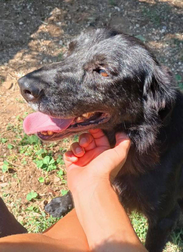 Salviamo mino Foto 3
