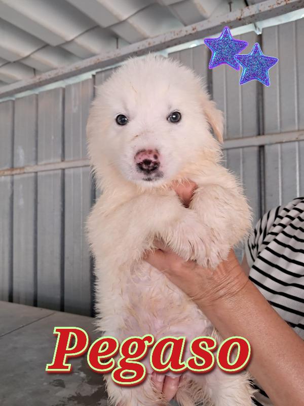 Cuccioli Bianchi Simil Maremmano 