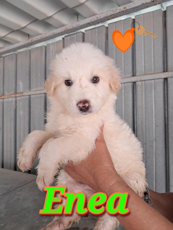 Cuccioli bianchi simil maremmano  Foto 2