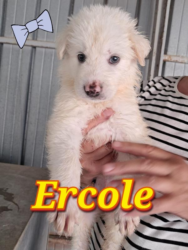 Cuccioli bianchi simil maremmano  Foto 3