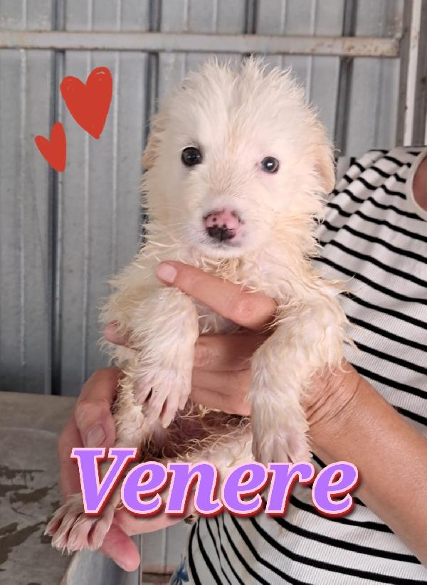 Cuccioli bianchi simil maremmano  Foto 5