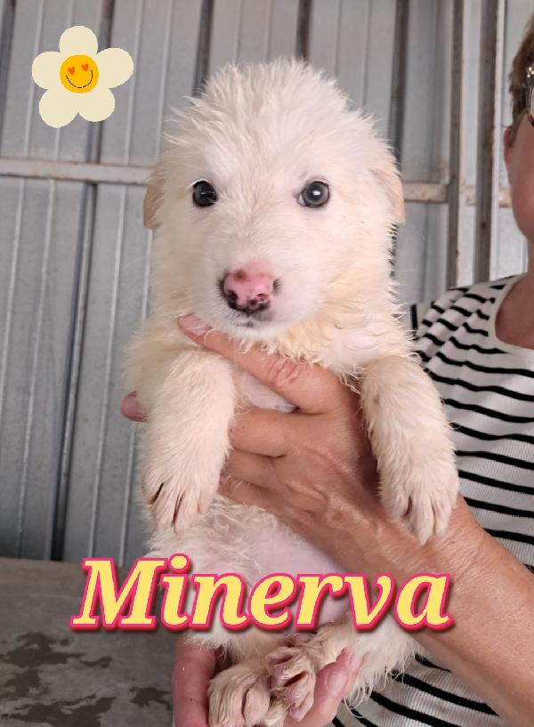 Cuccioli bianchi simil maremmano  Foto 6