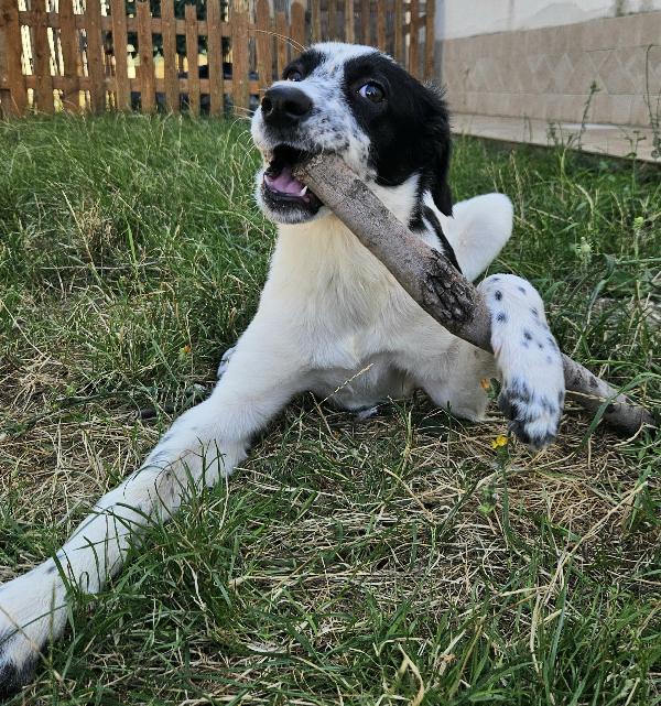 Laya 3 mesi taglia media  Foto 2