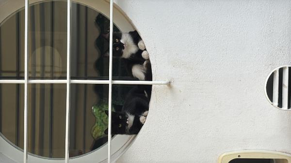4 Cuccioli Di Gatto In Adozione