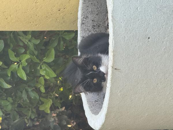 4 cuccioli di gatto in adozione Foto 2