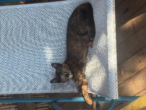 4 cuccioli di gatto in adozione Foto 3