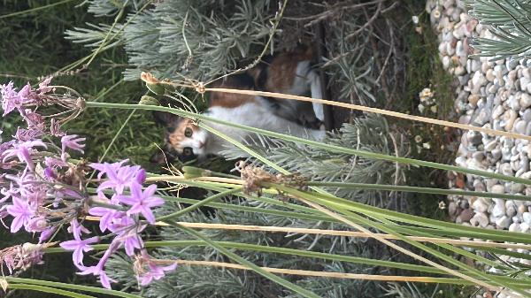 4 cuccioli di gatto in adozione Foto 4